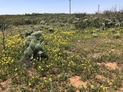 Oenothera grandis