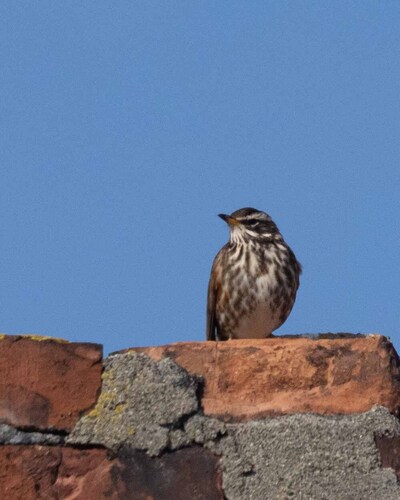 Redwing