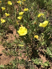Oenothera grandis