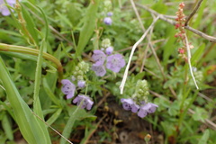 Phacelia glabra