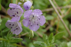 Phacelia glabra