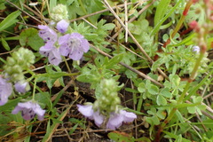 Phacelia glabra
