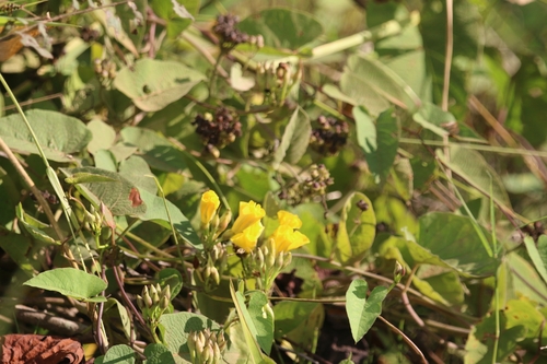 yellow merremia