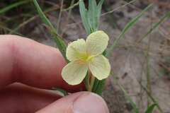 Oenothera spachiana