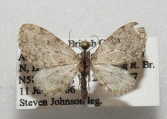 Eupithecia casloata