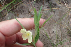 Oenothera spachiana