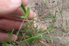 Oenothera spachiana