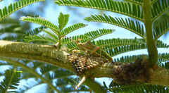 Ceratopachys nigricornis