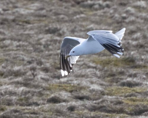 Common Gull