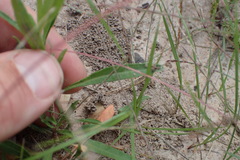 Oenothera spachiana