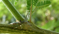 Ceratopachys nigricornis
