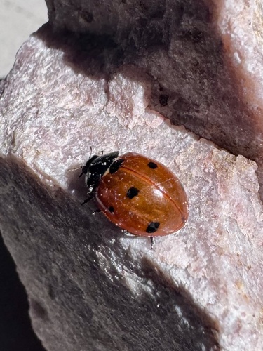 Seven-spotted Lady Beetle