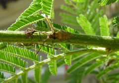 Ceratopachys nigricornis