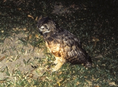 Bubo virginianus nacurutu
