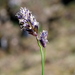 Sesleria caerulea - Photo (c) Wolfgang Jauch, μερικά δικαιώματα διατηρούνται (CC BY), uploaded by Wolfgang Jauch