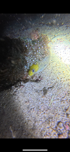 Undulated Moray