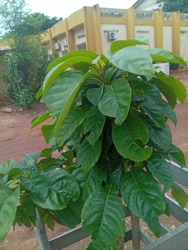 Avocado