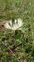 Centaurea cheiranthifolia
