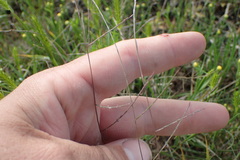 Schedonnardus paniculatus