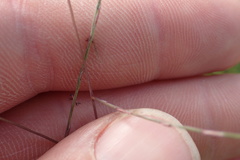 Schedonnardus paniculatus