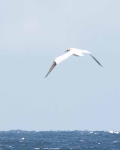 Northern Gannet