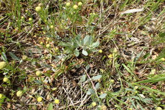 Atriplex cristata