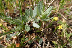 Atriplex cristata