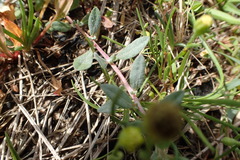 Atriplex cristata