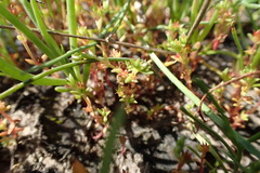 Crassula aquatica