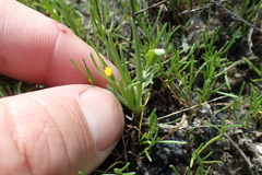 Phemeranthus parviflorus