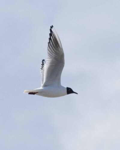 Black-headed Gull