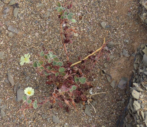 Monsonia parvifolia