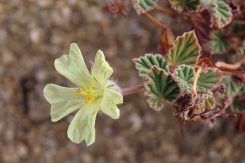 Monsonia parvifolia