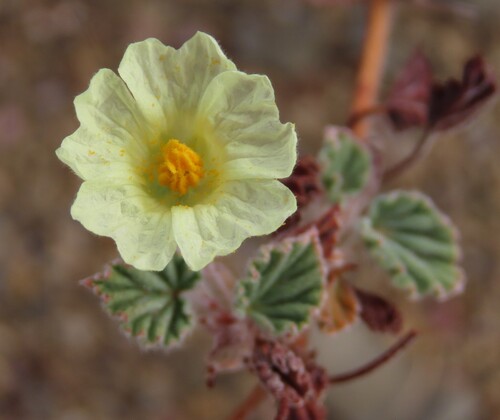 Monsonia parvifolia