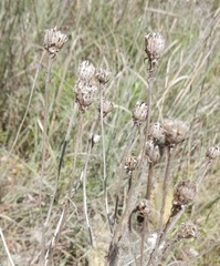 Dysodiopsis tagetoides