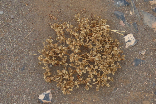 Mesembryanthemum gariusanum