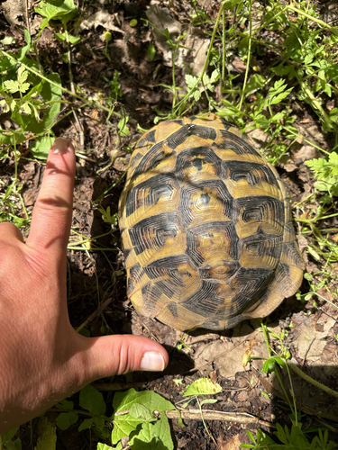 Hermann's Tortoise