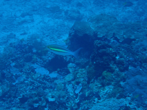 Pentapodus caninus observed 2026-05-07