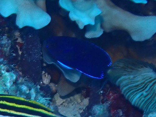 Centropyge fisheri observed 2026-05-07