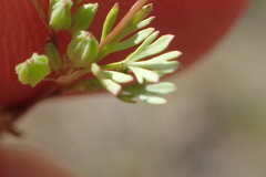 Ammoselinum butleri