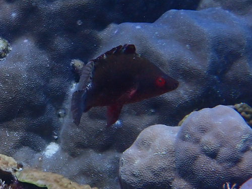 Cheilinus oxycephalus observed 2026-05-07