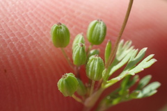 Ammoselinum butleri