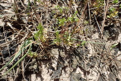 Ammoselinum butleri