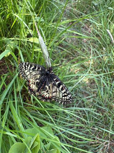 Southern Festoon