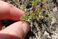 Ammoselinum butleri