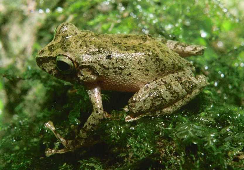Tandapi Robber Frog