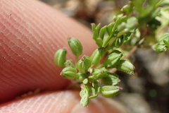 Ammoselinum butleri