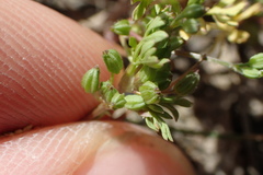 Ammoselinum butleri