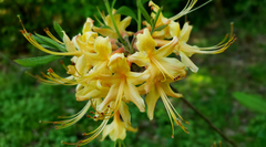 Rhododendron austrinum