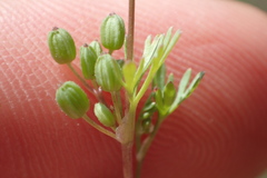 Ammoselinum butleri